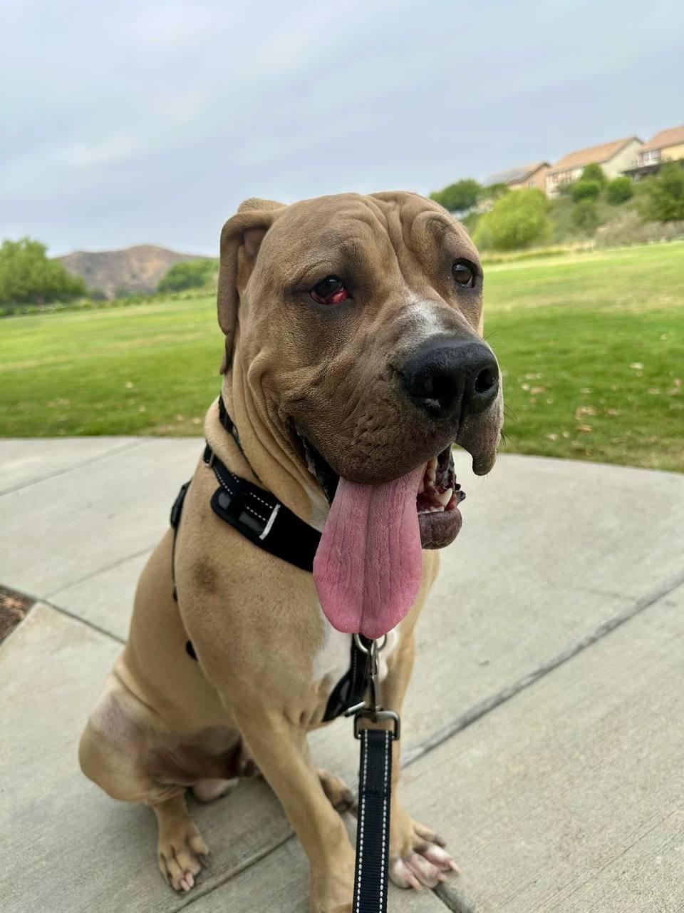 Velvet, a Adoptable Cane Corso in Los Angeles, CA image 6/6