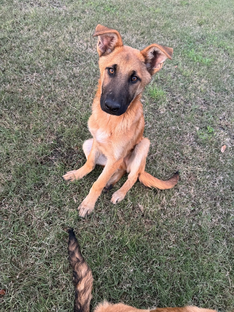 Enlarge Groot, a Adopted German Shepherd Dog in FRISCO, TX image 1/5