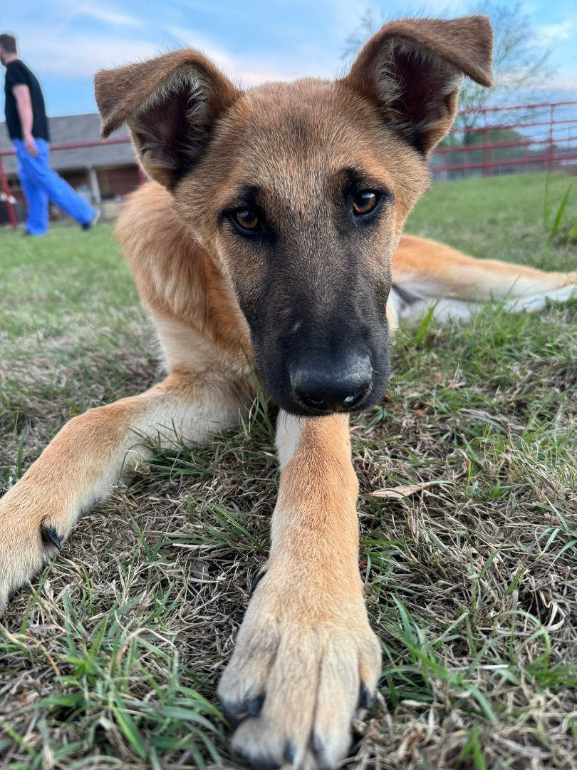 Enlarge Groot, a Adopted German Shepherd Dog in FRISCO, TX image 2/5