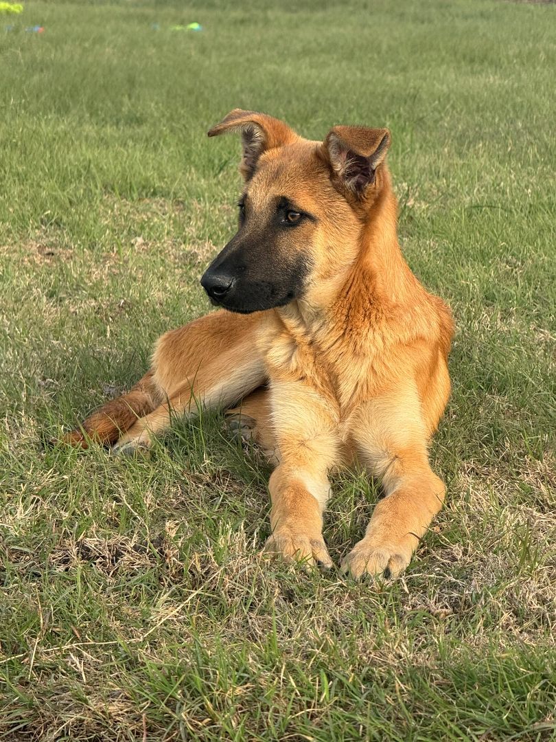 Enlarge Groot, a Adopted German Shepherd Dog in FRISCO, TX image 3/5