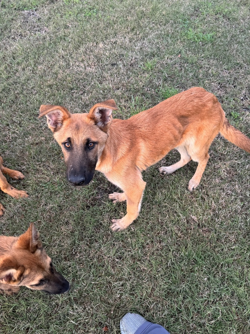 Groot, Adopted, Puppy Male German Shepherd Dog.