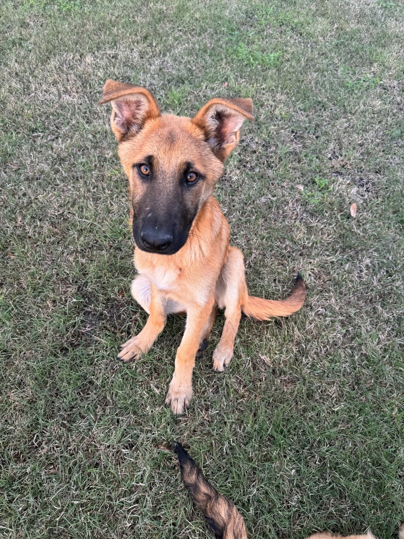 Enlarge Groot, a Adopted German Shepherd Dog in FRISCO, TX image 5/5