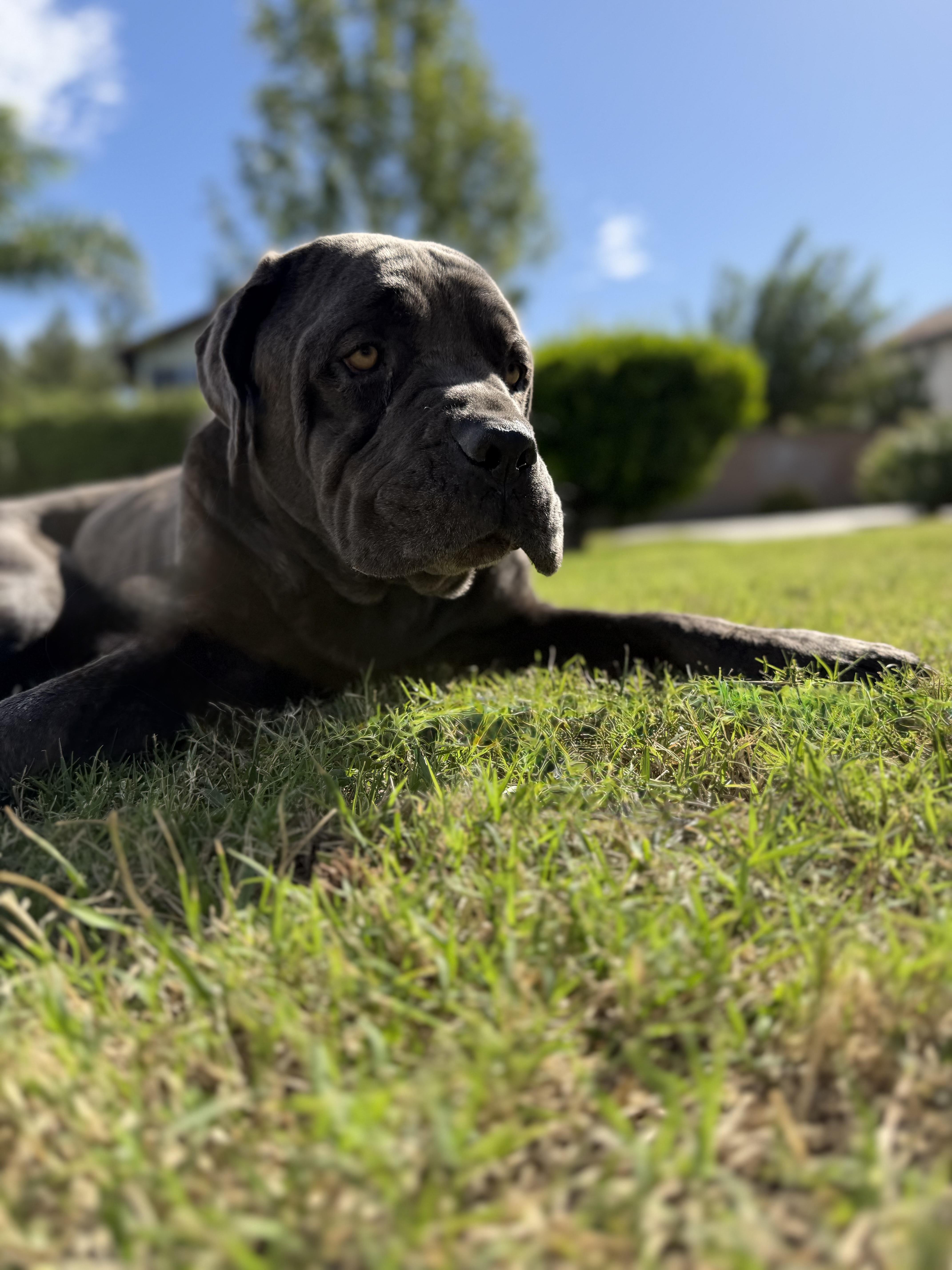 Enlarge BLUE, a Adoptable Mastiff in Portland , OR image 6/6