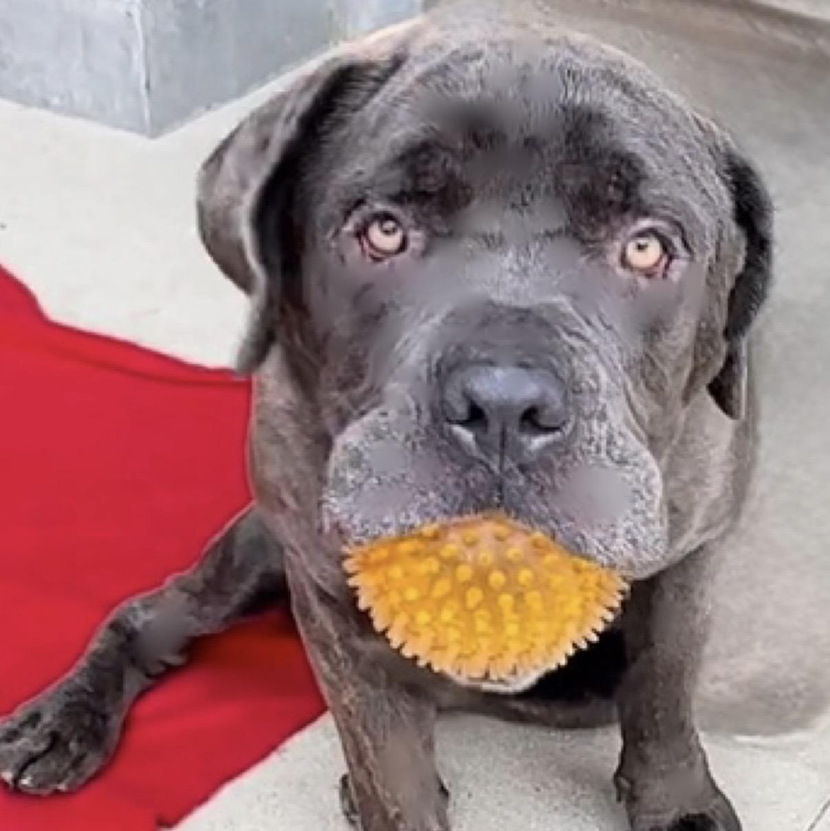 Enlarge BLUE, a Adoptable Mastiff in Portland , OR image 1/6