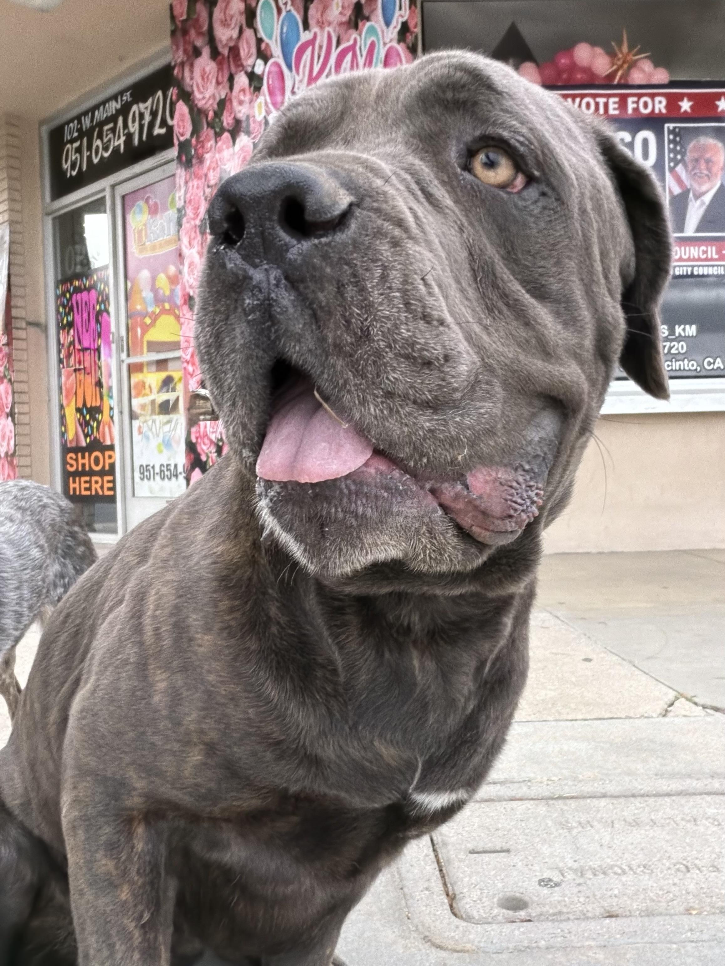 Enlarge BLUE, a Adoptable Mastiff in Portland , OR image 3/6