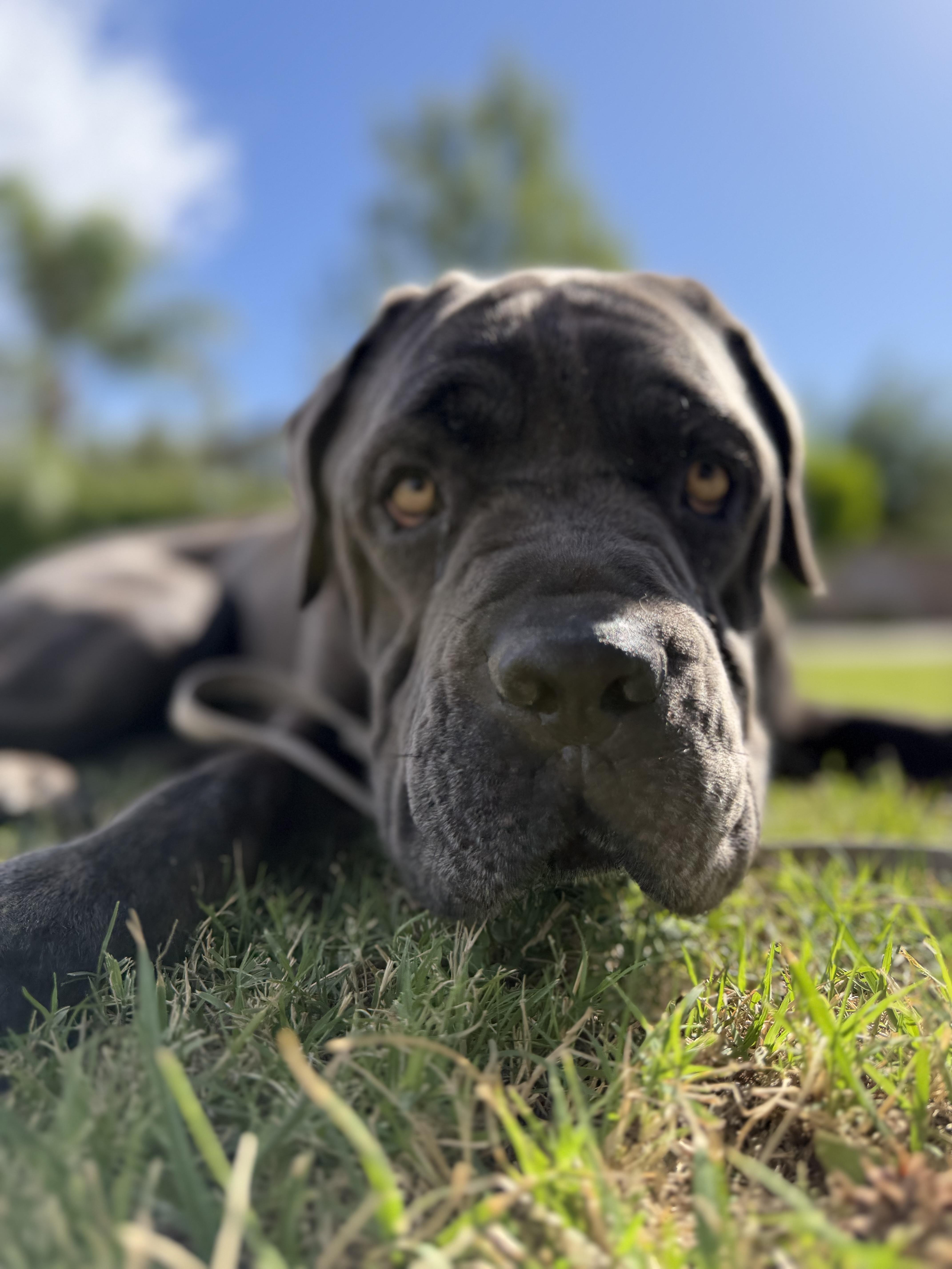 Enlarge BLUE, a Adoptable Mastiff in Portland , OR image 2/6