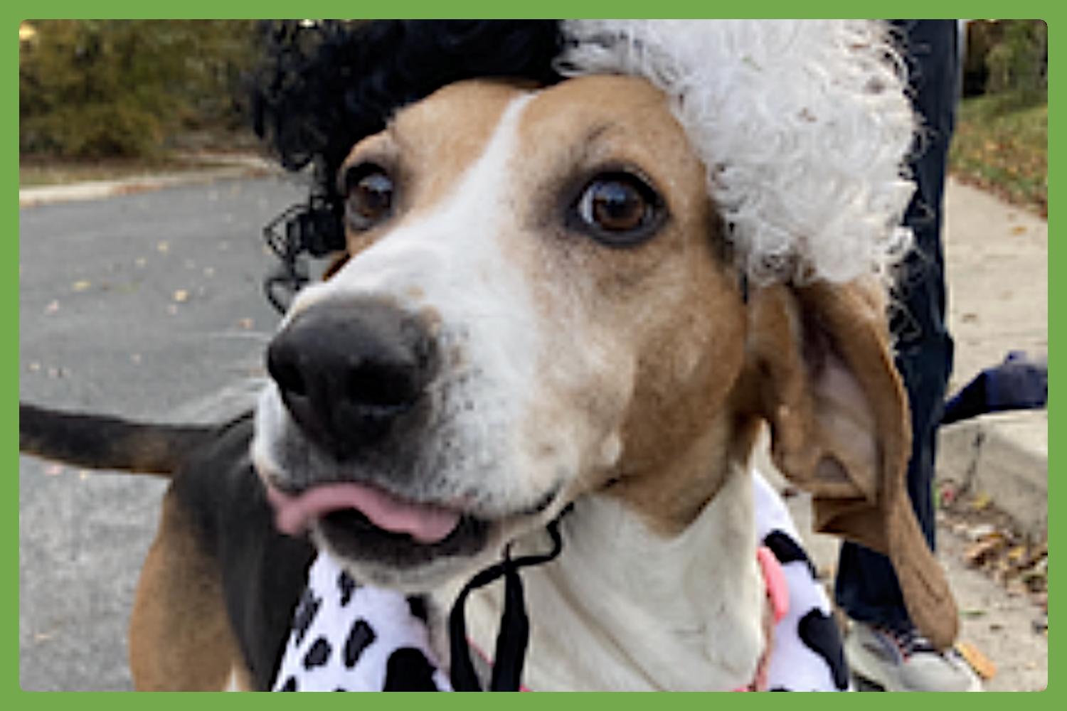 Geneva — thumbnail 5