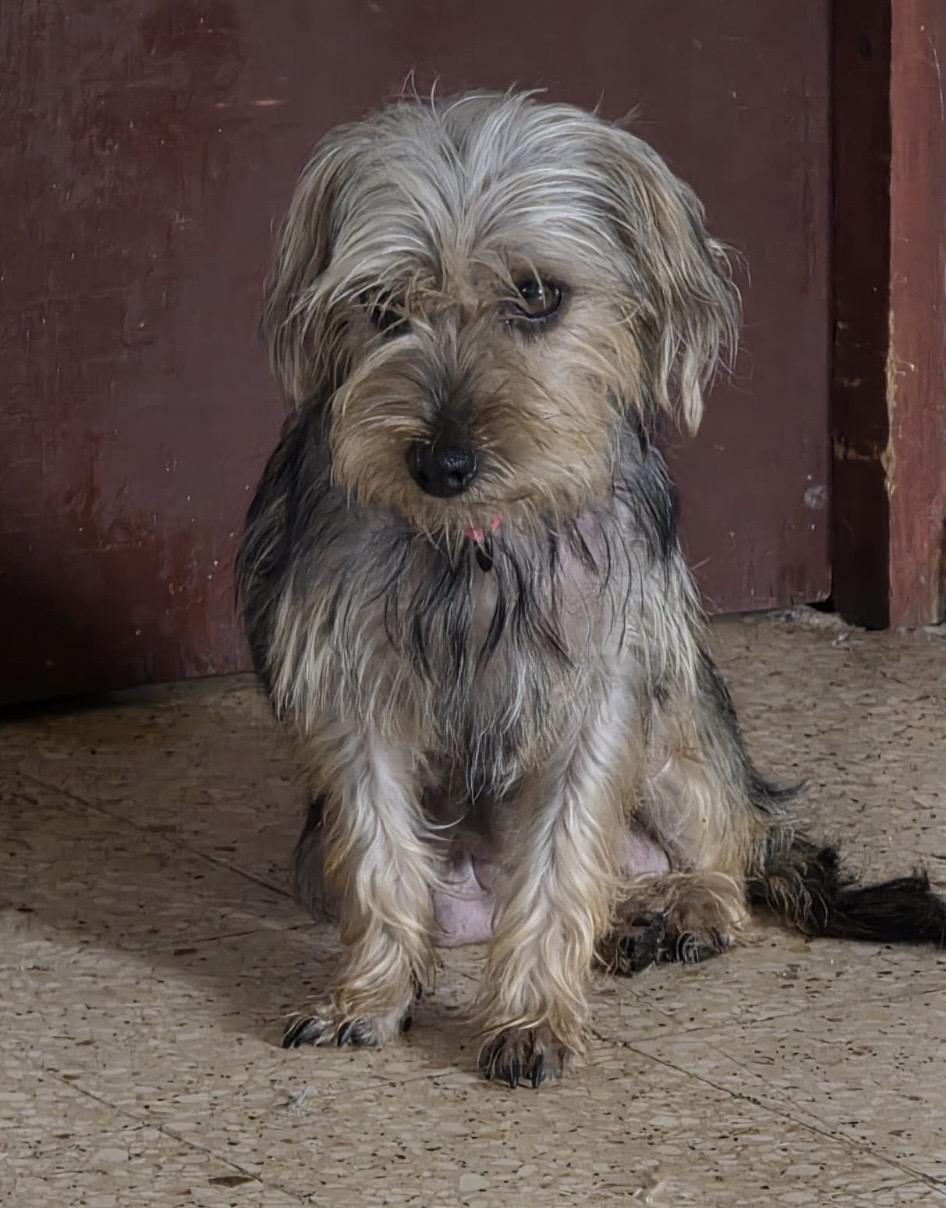 Adel, an adopted mixed breed in Virginia Beach, VA image 3/3