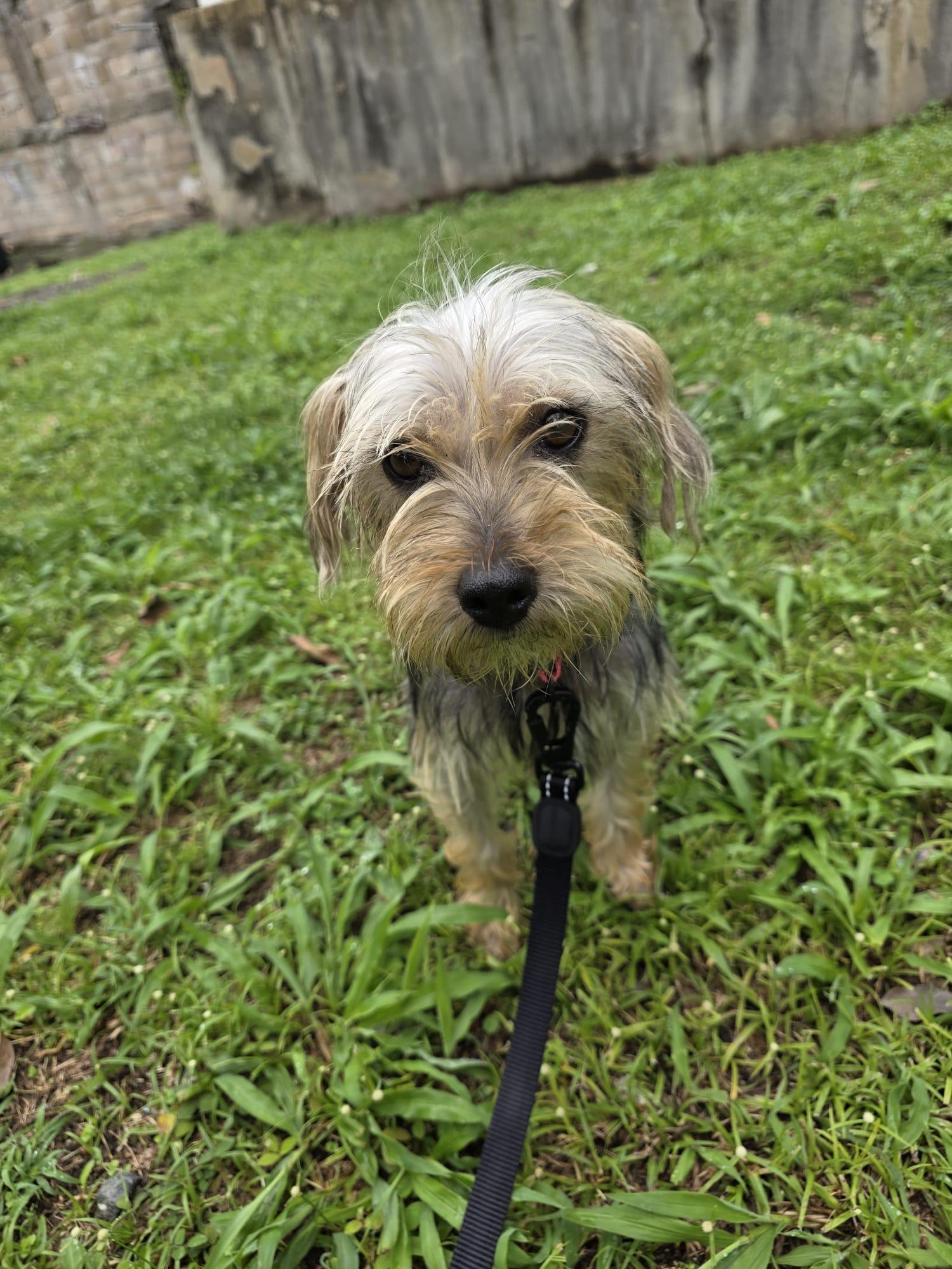 Adel, an adopted mixed breed in Virginia Beach, VA image 2/3