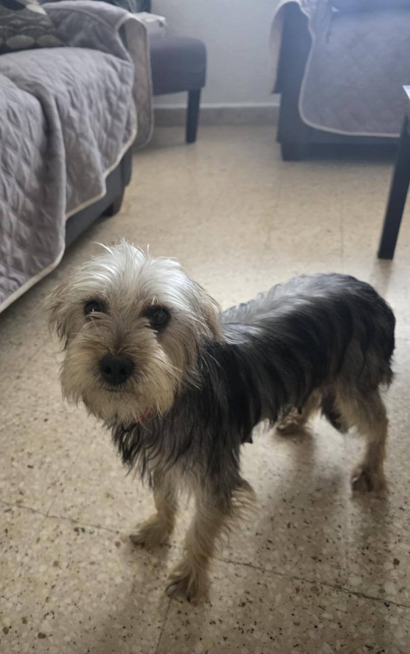Adel, adopted, Young Female Yorkshire Terrier.