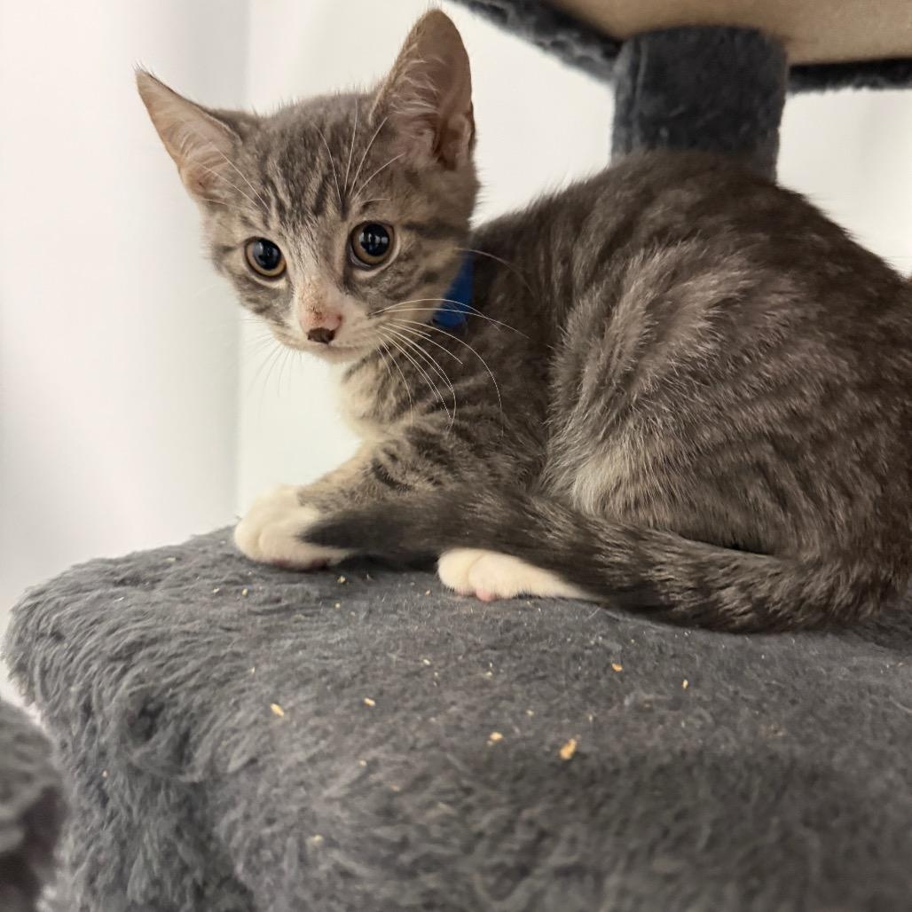 Ednilson, Adoptable, Kitten Male American Shorthair.