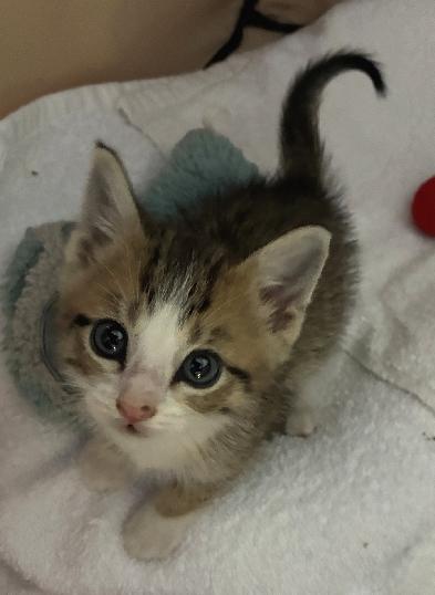 Enlarge Cappy, an adopted Domestic Short Hair in Lafayette, LA image 3/6