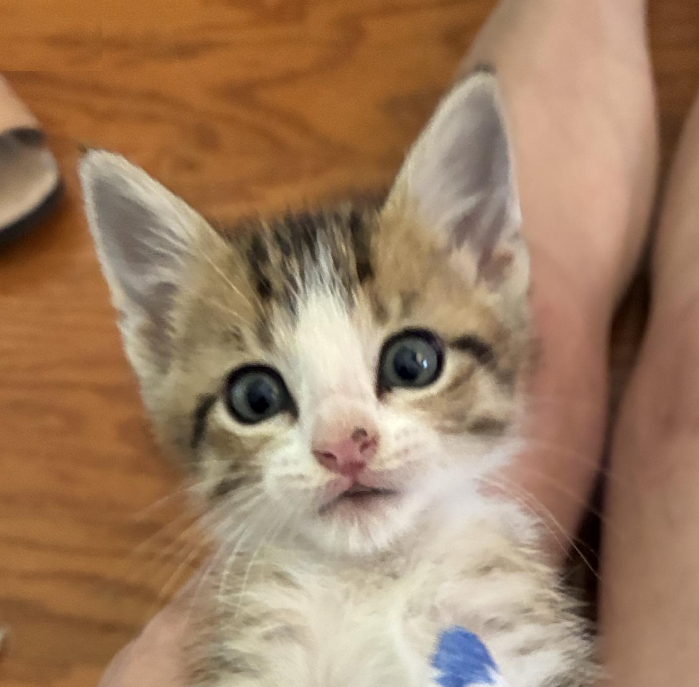 Enlarge Cappy, an adopted Domestic Short Hair in Lafayette, LA image 1/6