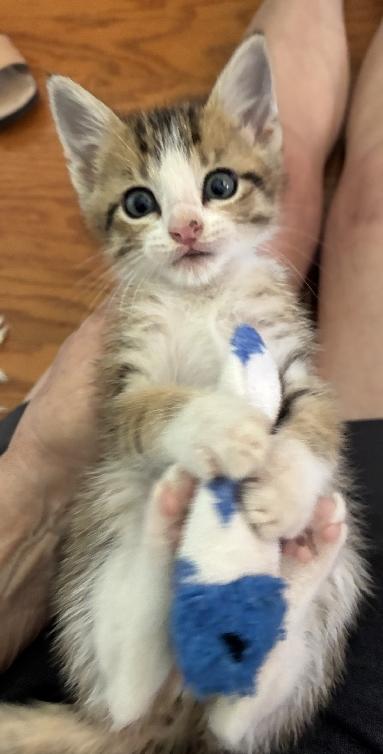 Enlarge Cappy, an adopted Domestic Short Hair in Lafayette, LA image 4/6
