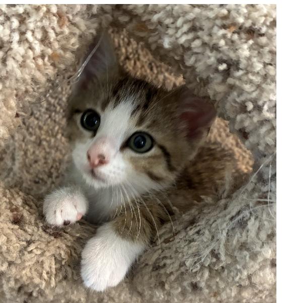 Enlarge Cappy, an adopted Domestic Short Hair in Lafayette, LA image 2/6