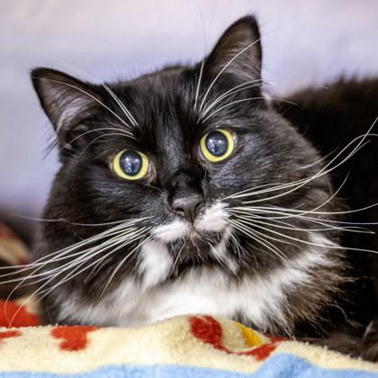 Willow, Adoptable, Adult Female Domestic Short Hair & Domestic Short Hair.