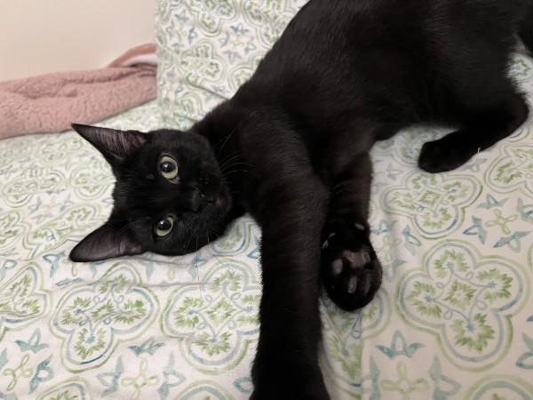 Enlarge Bitsy, a Adoptable Domestic Short Hair in Wilmington, NC image 2/3