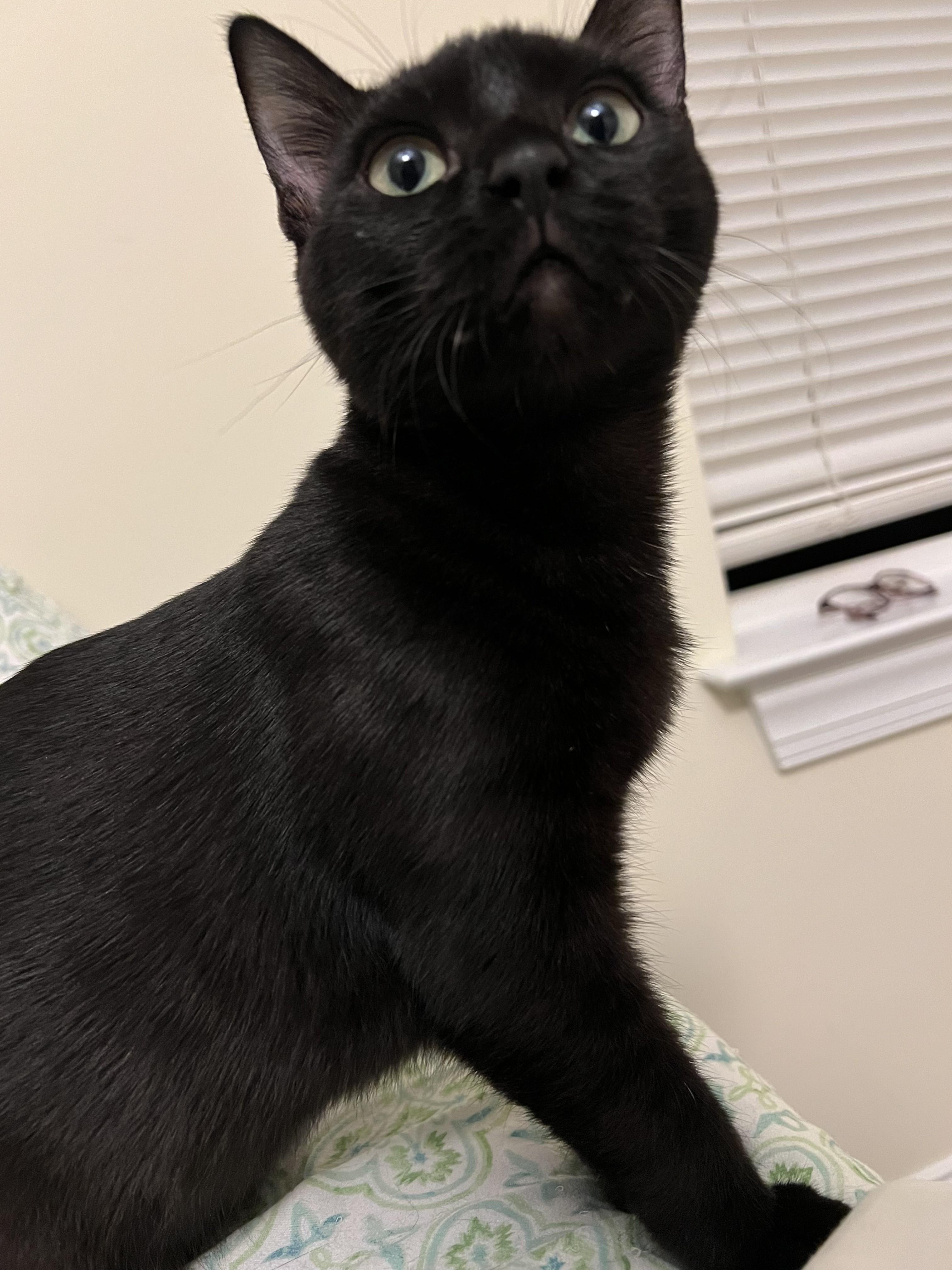 Enlarge Bitsy, a Adoptable Domestic Short Hair in Wilmington, NC image 3/3