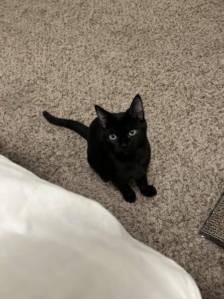 Enlarge Bitsy, a Adoptable Domestic Short Hair in Wilmington, NC image 1/3