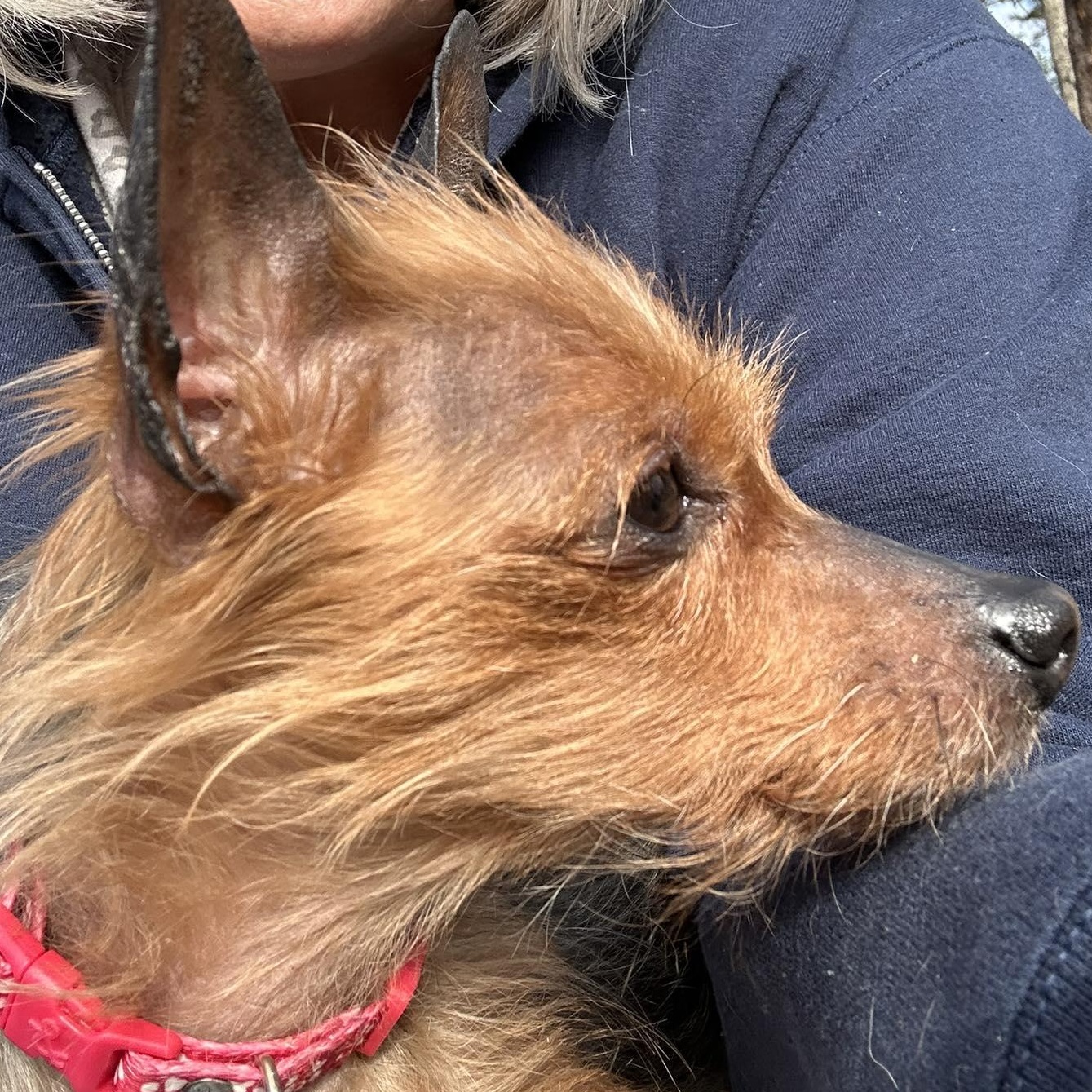 Enlarge Tulip, an adopted mixed breed in Severn, MD image 2/2