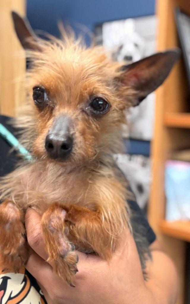 Tulip, adopted, Adult Female Yorkshire Terrier.