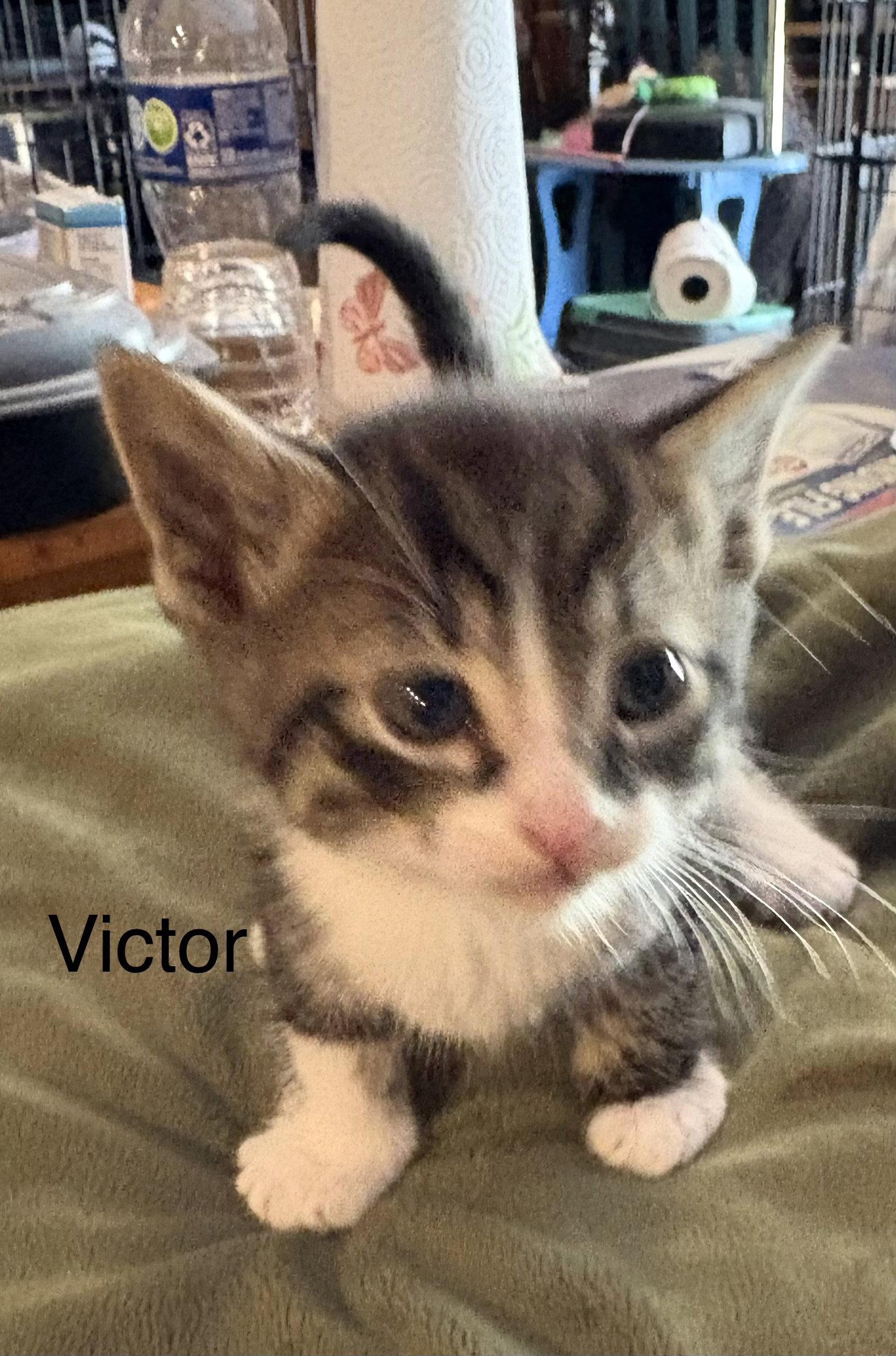 Victor (sc), Adoptable, Kitten Male Domestic Short Hair.