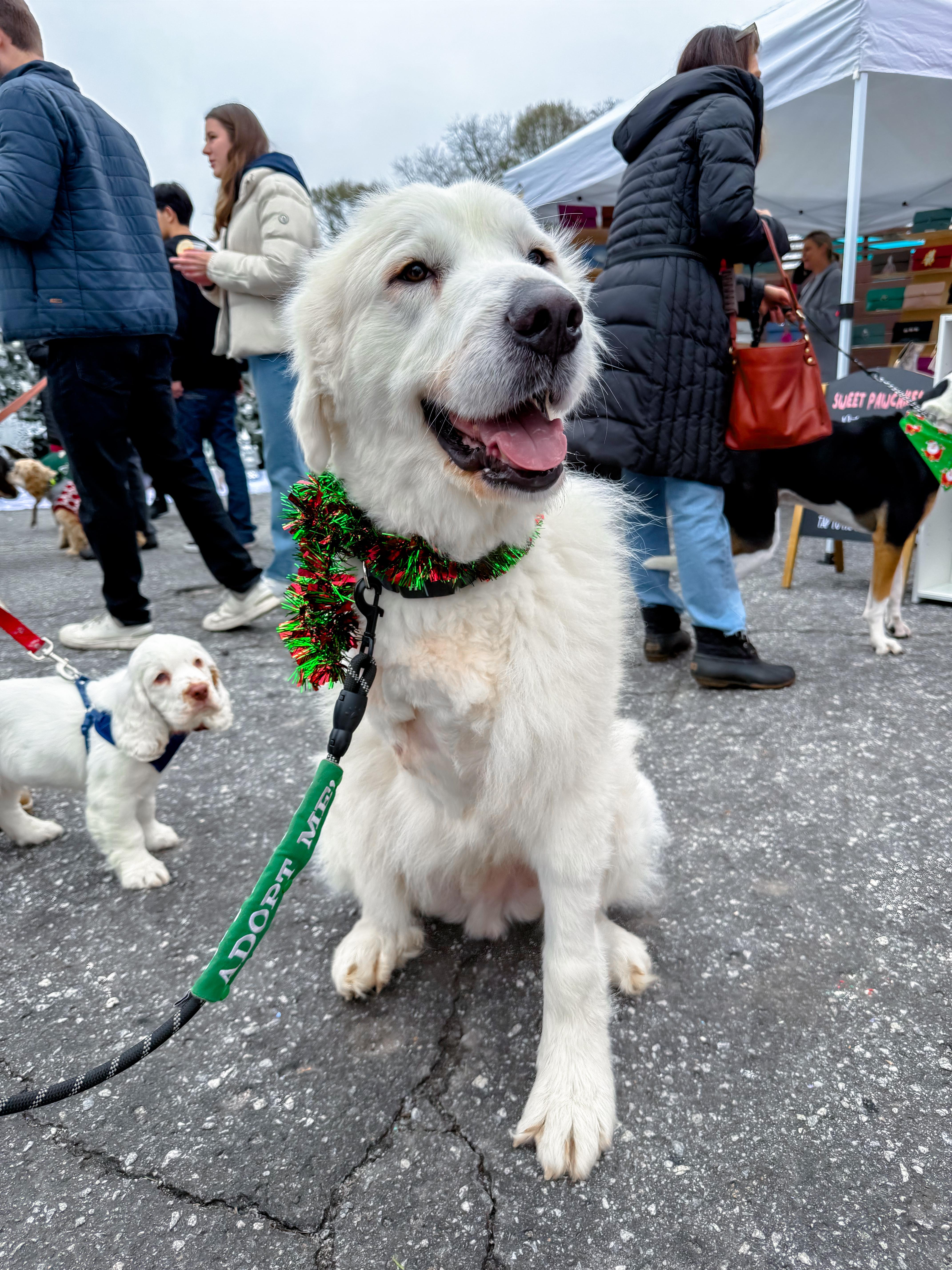 Enlarge Atticus, a ADOPTABLE Great Pyrenees in Greer, SC image 5/6