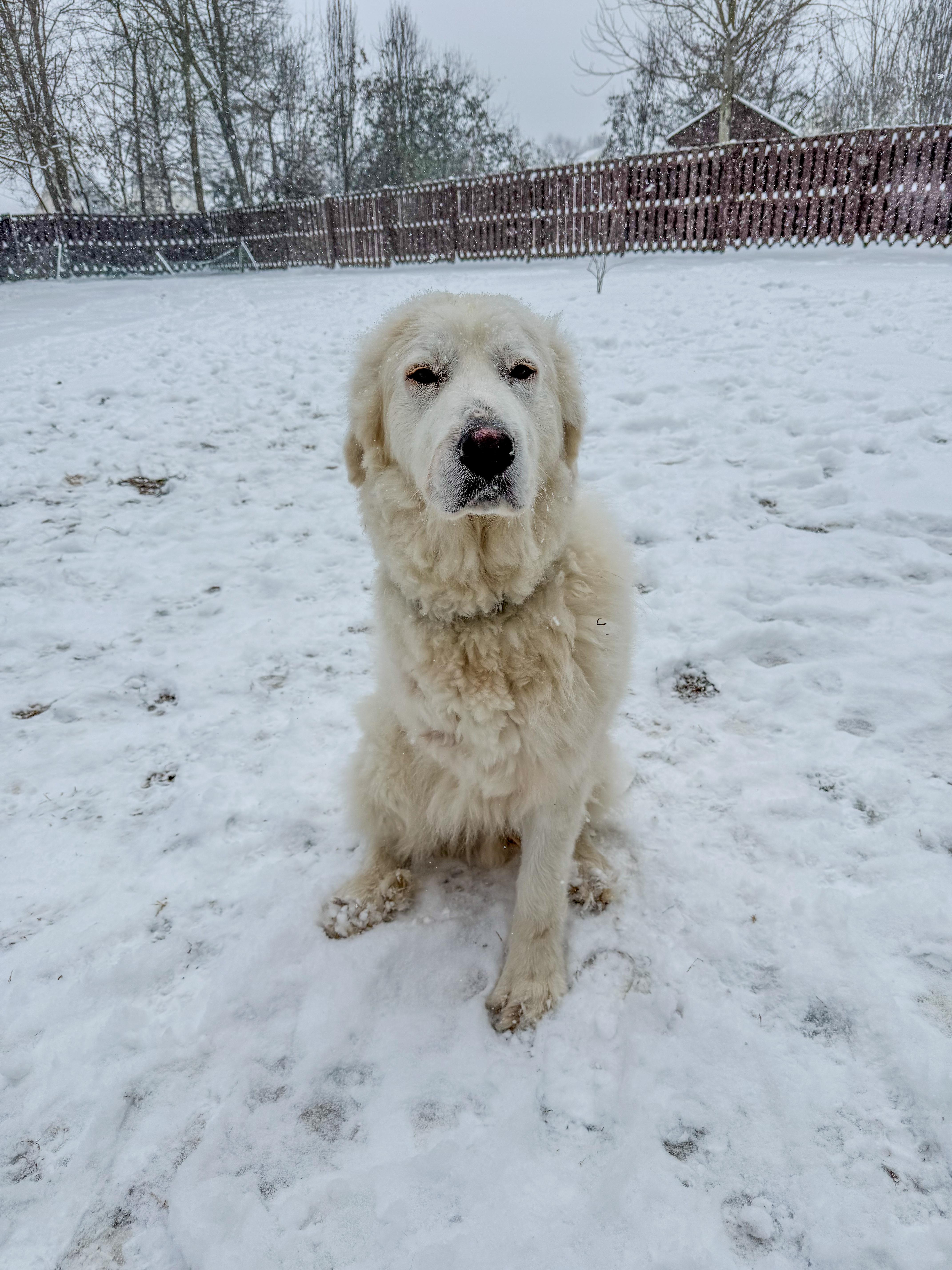 Enlarge Atticus, a ADOPTABLE Great Pyrenees in Greer, SC image 4/6