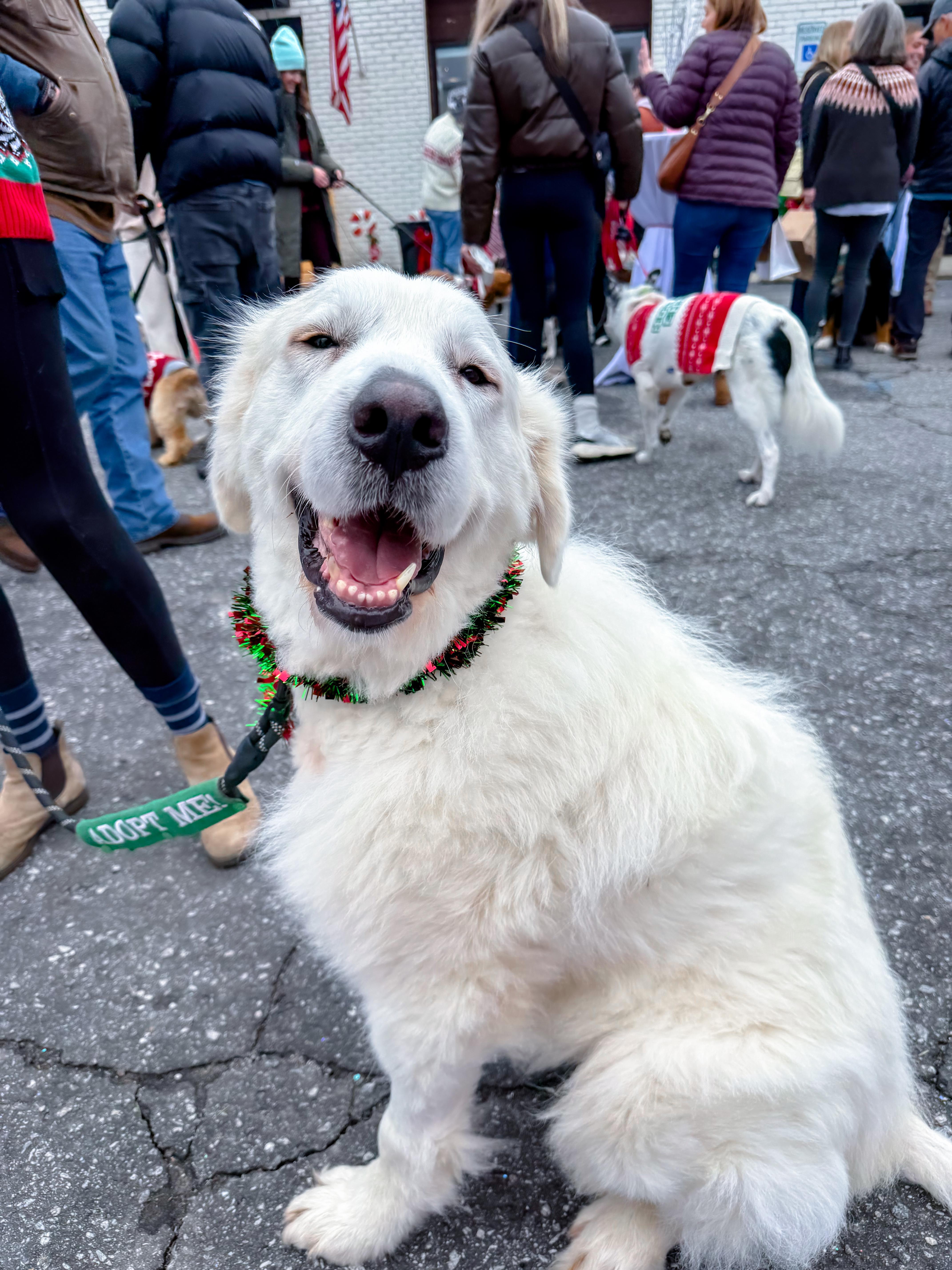Atticus, ADOPTABLE, Adult Male Great Pyrenees.