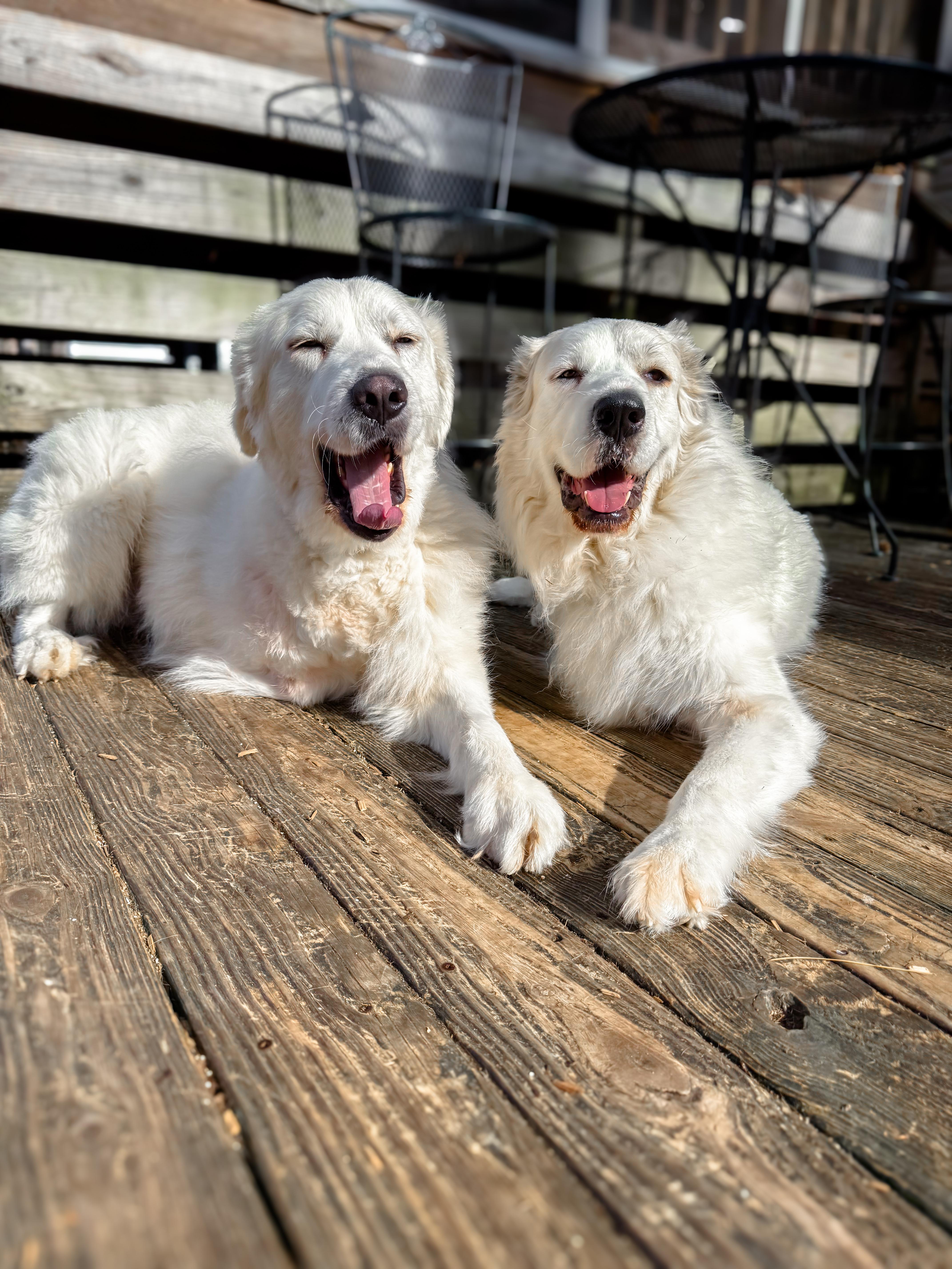 Enlarge Atticus, a ADOPTABLE Great Pyrenees in Greer, SC image 2/6