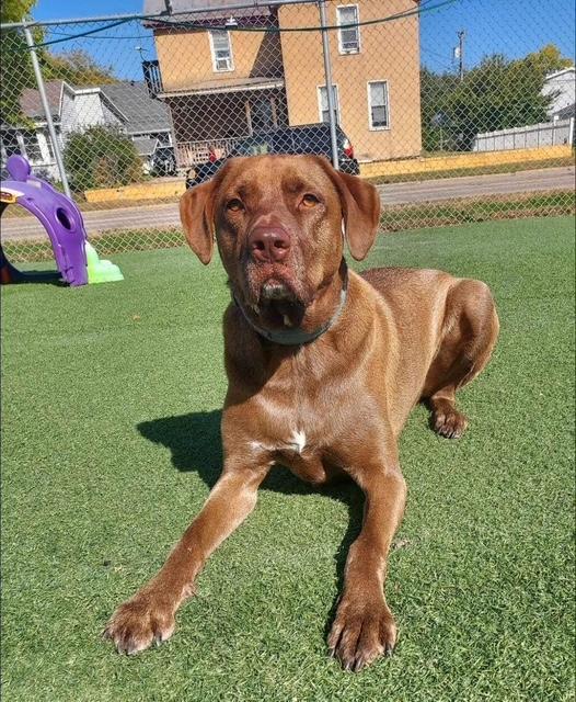 Enlarge Ollie, a ADOPTABLE mixed breed in La Crosse, WI image 3/4