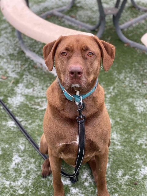 Ollie, ADOPTABLE, Adult Male Labrador Retriever & Chesapeake Bay Retriever.