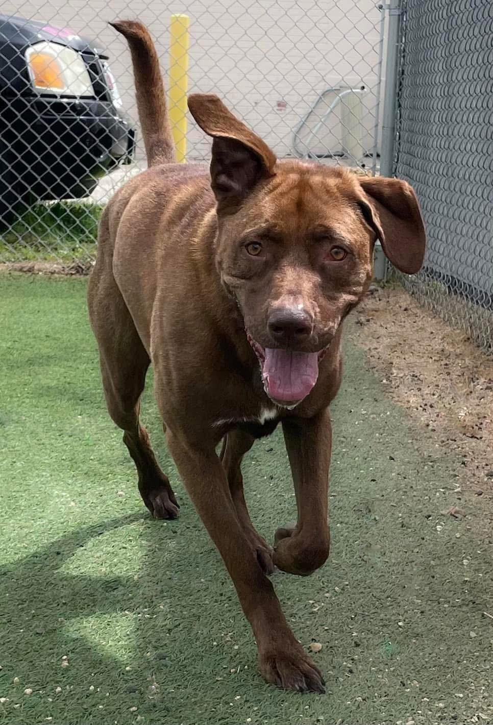 Enlarge Ollie, a ADOPTABLE mixed breed in La Crosse, WI image 4/4