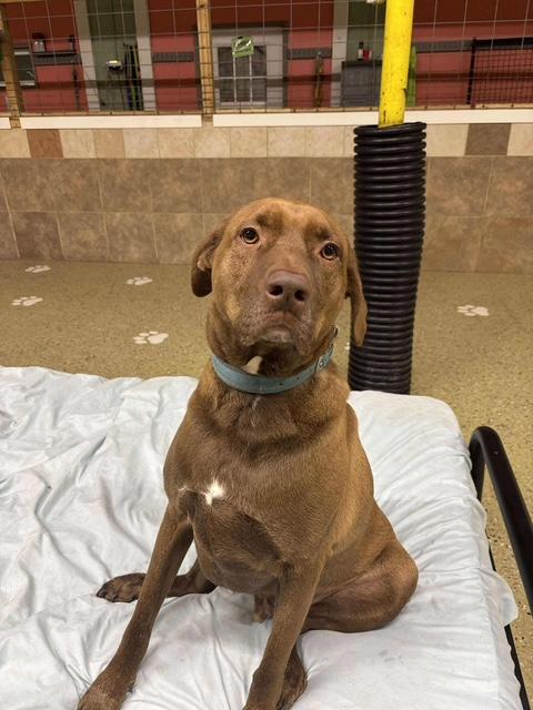 Enlarge Ollie, a ADOPTABLE mixed breed in La Crosse, WI image 2/4