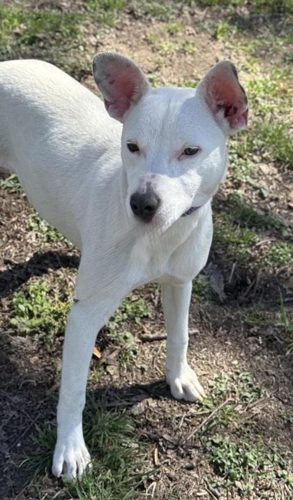 Kennedy — thumbnail 2