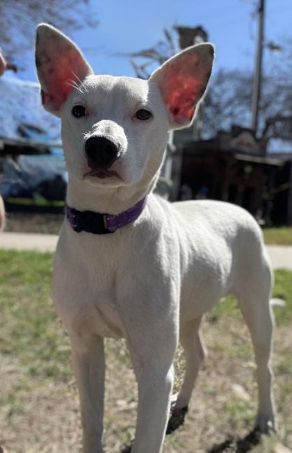 Kennedy — thumbnail 3