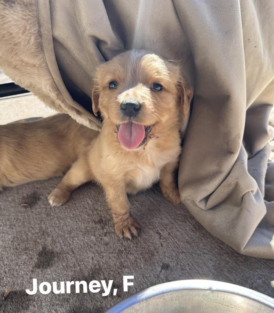 Cheechoo / Journey, Adopted, Puppy Female Golden Retriever & Mixed Breed.