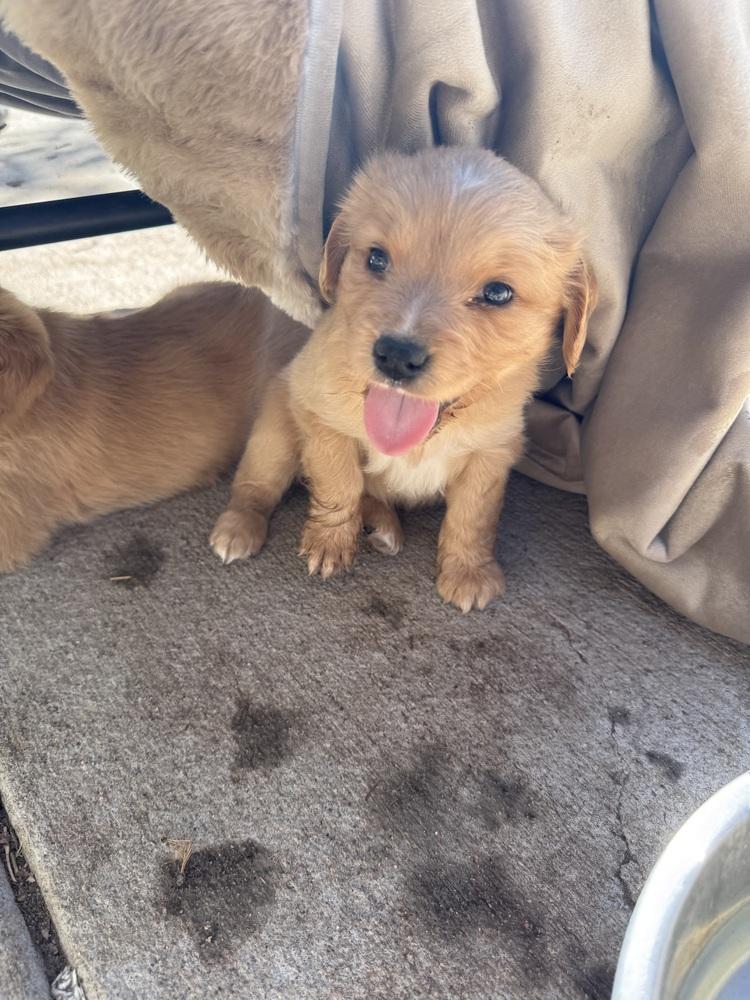 Enlarge Cheechoo / Journey, a Adopted mixed breed in Broomfield, CO image 2/6