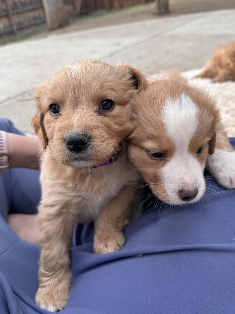 Enlarge Cheechoo / Journey, a Adopted mixed breed in Broomfield, CO image 3/6