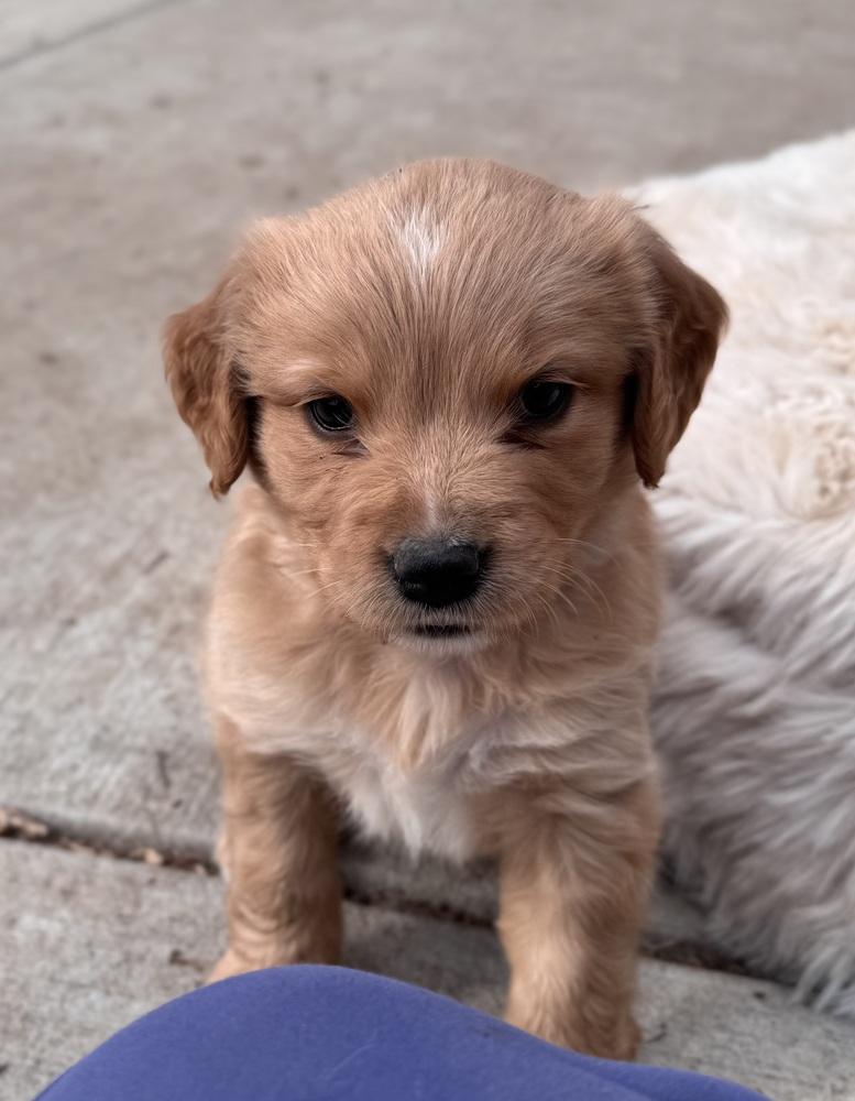 Enlarge Cheechoo / Journey, a Adopted mixed breed in Broomfield, CO image 4/6