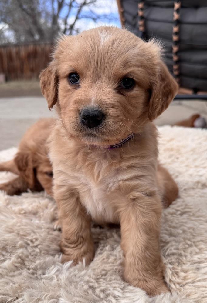 Enlarge Cheechoo / Journey, a Adopted mixed breed in Broomfield, CO image 5/6