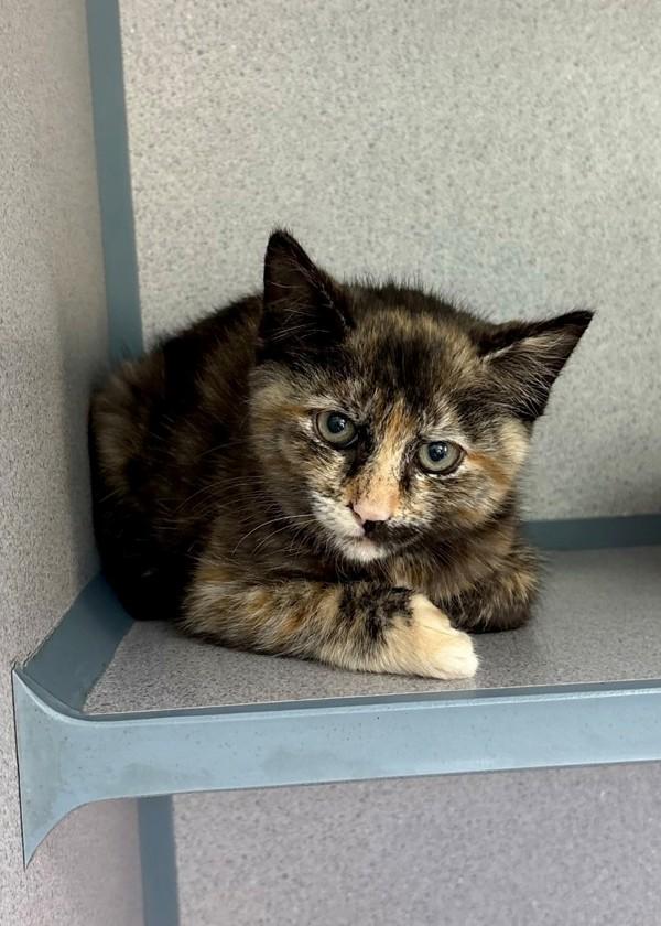 Ruby, Adoptable, Kitten Female Domestic Short Hair.