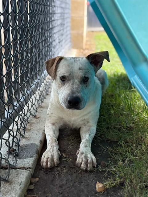 Enlarge PEANUT, a Adoptable mixed breed in Riverside, CA image 1/1