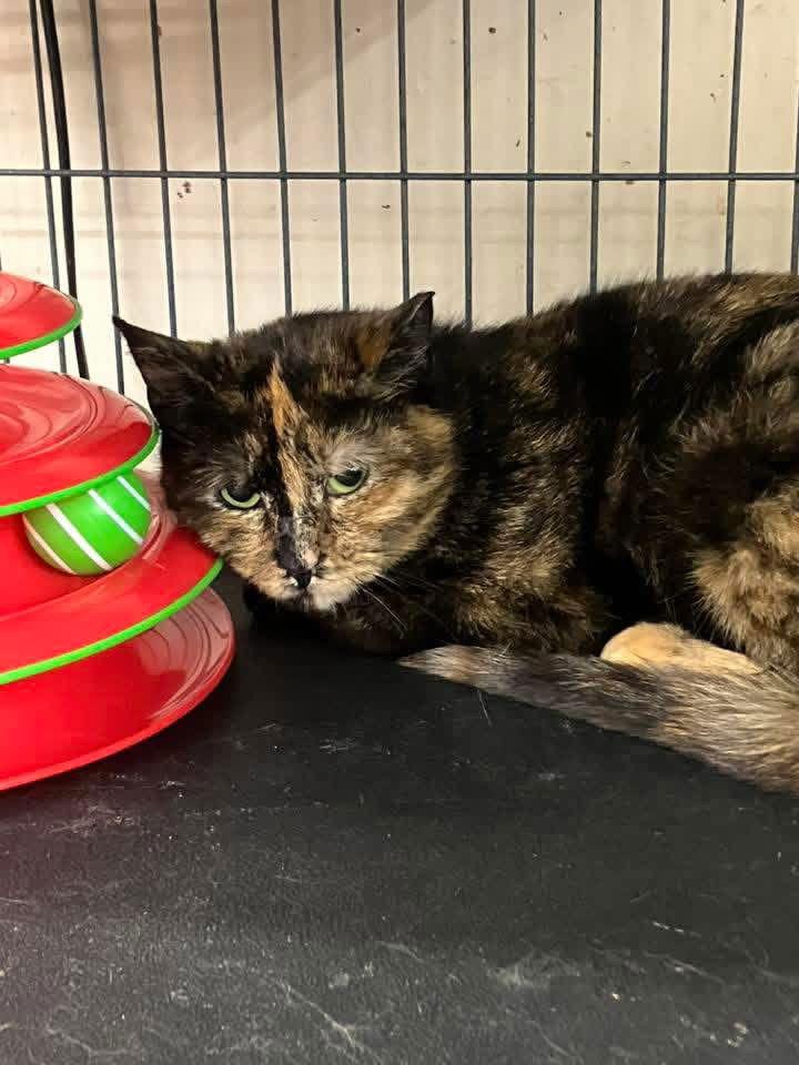 FRENCHIE, Adopted, Young Female Tortoiseshell.