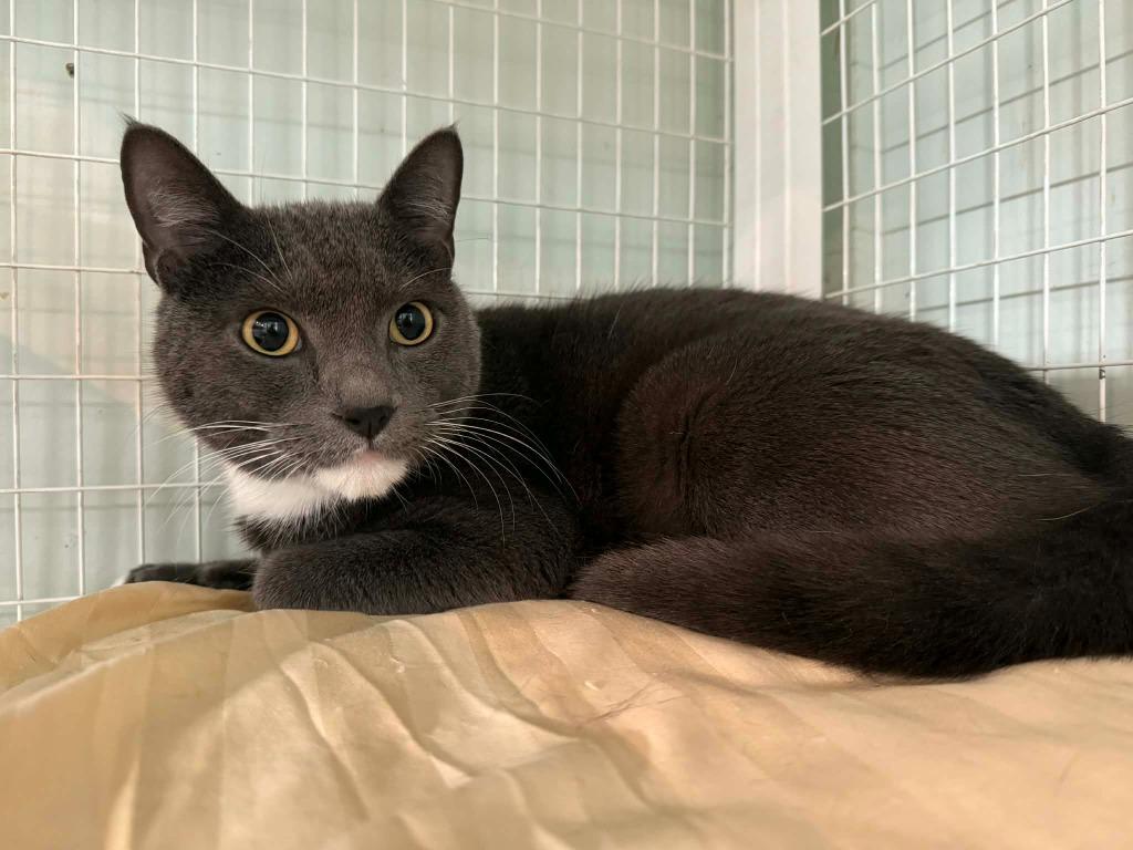 Enlarge His Royal Majesty Gus, a Adoptable Russian Blue in Kingsland, GA image 1/1