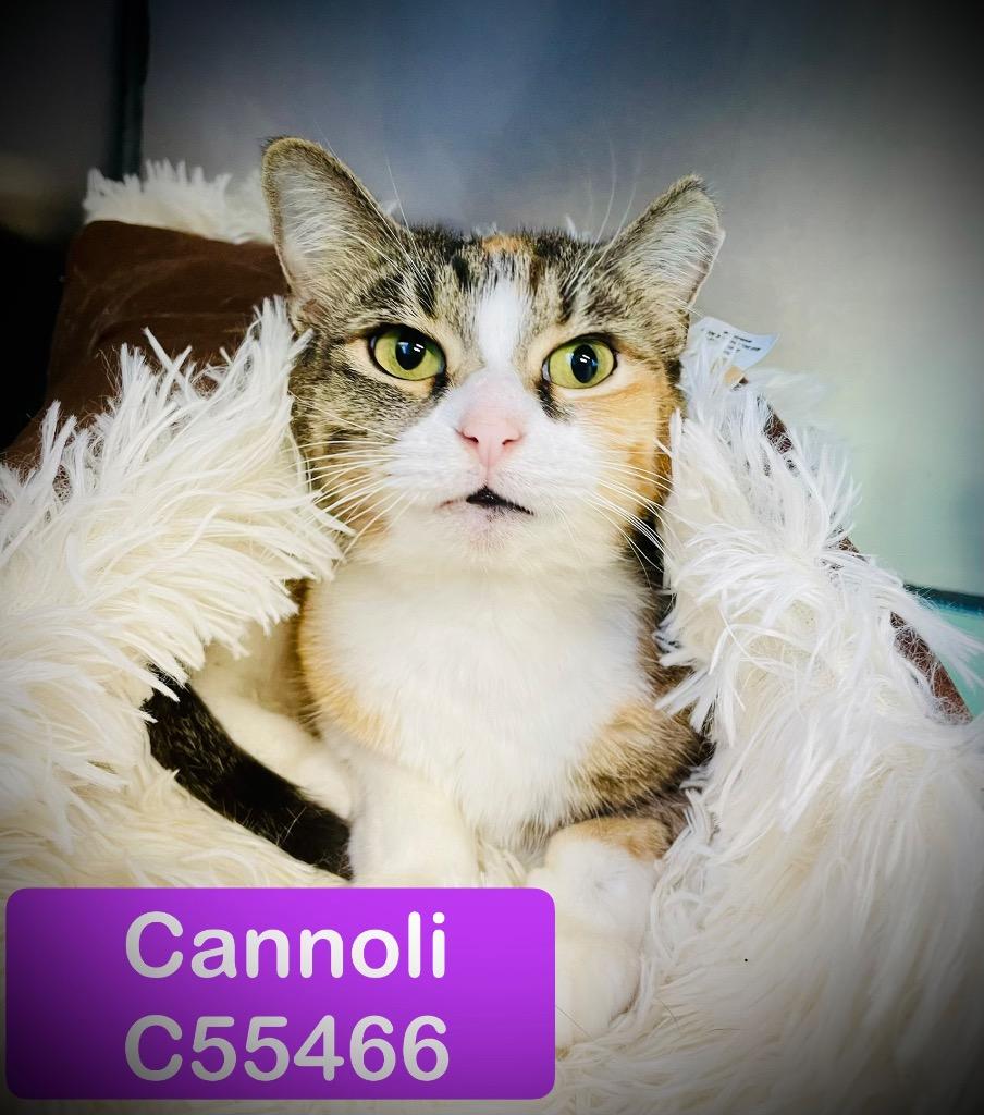 Enlarge Cannoli, a Adoptable mixed breed in Clarksville, TN image 1/2