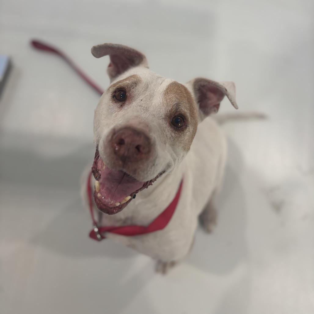 Enlarge IZZY/51340, a Adoptable Pit Bull Terrier in Harlingen, TX image 1/1