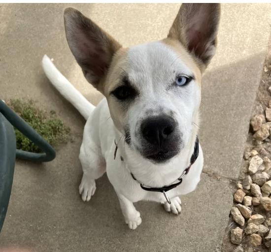 Enlarge Snowy, a ADOPTABLE mixed breed in Davis, CA image 5/6