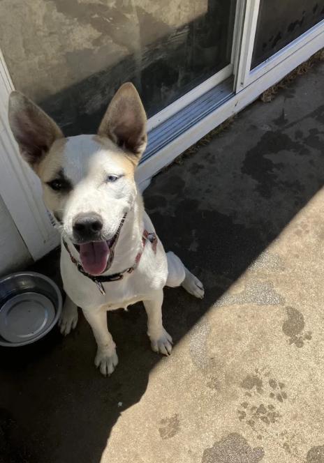 Enlarge Snowy, a ADOPTABLE mixed breed in Davis, CA image 6/6