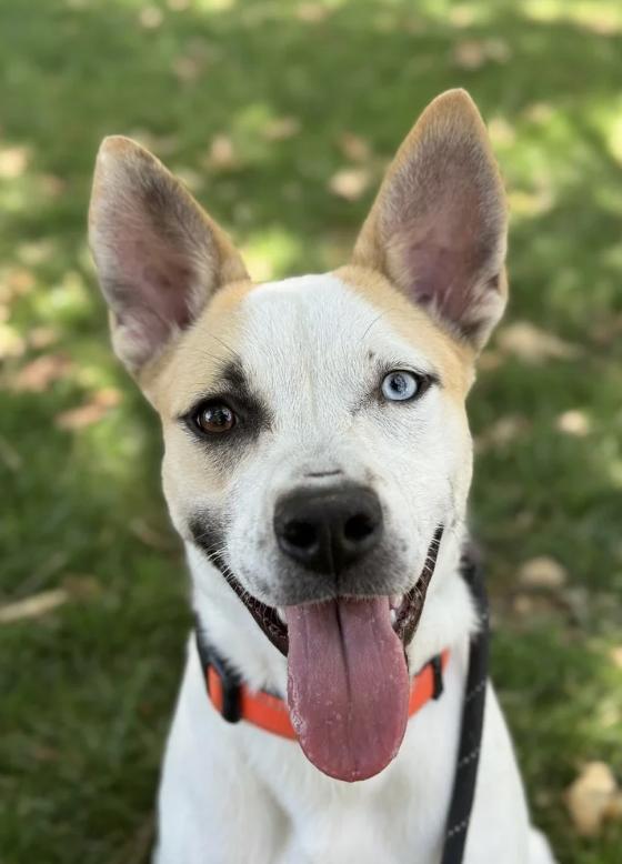 Snowy, ADOPTABLE, Young Female Australian Shepherd & Cattle Dog.